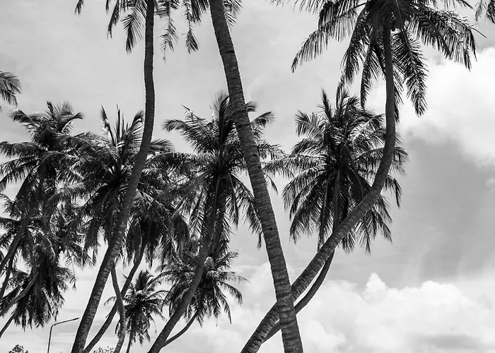 Twin Palms \'Surfhouse\'